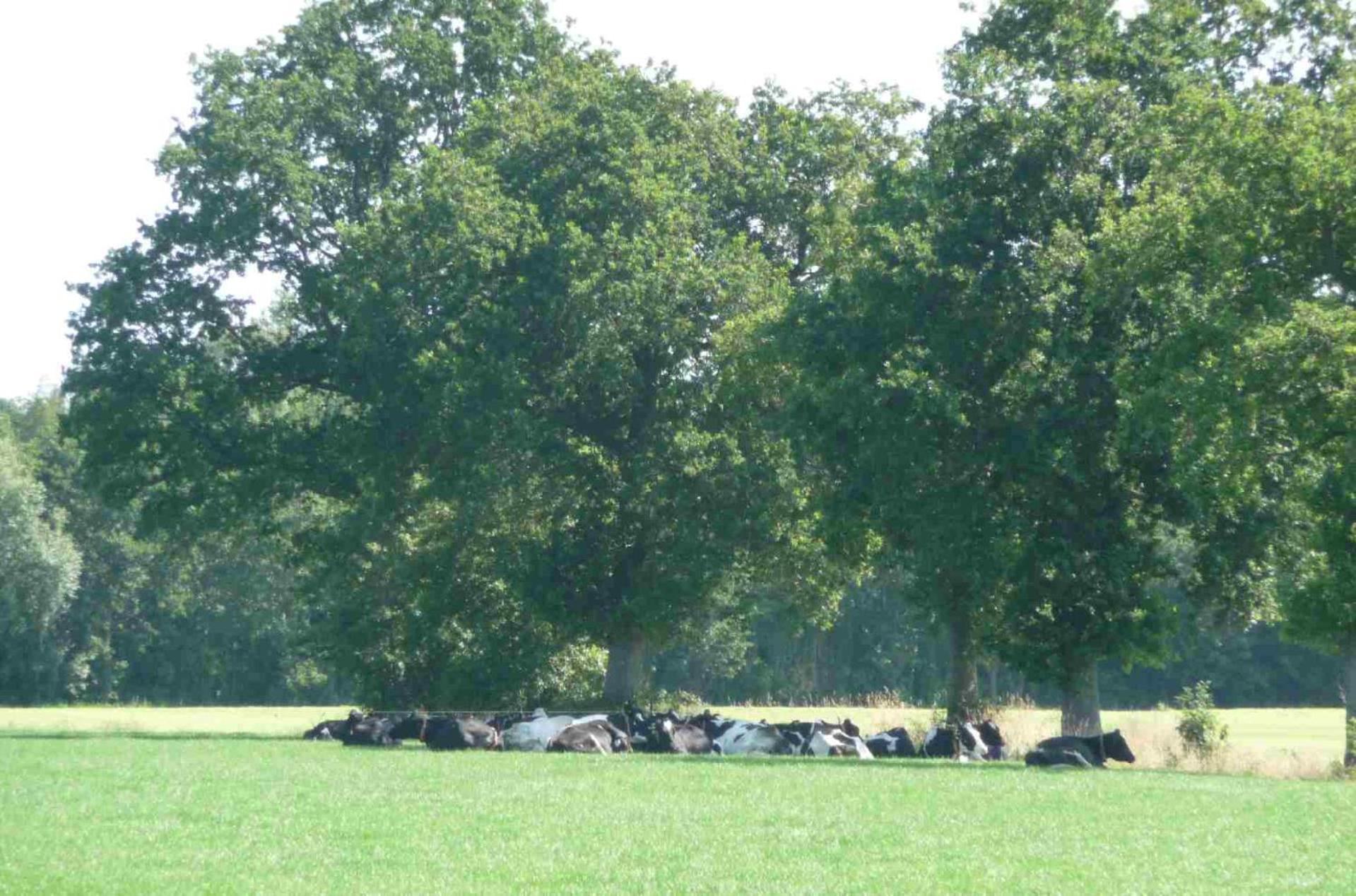 Hofstay195 Achterveld Eksteriør bilde